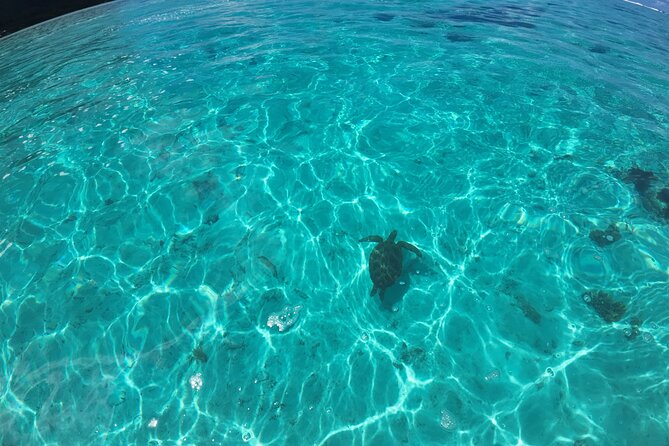 Half Day Private Boat Snorkeling Excursion Moorea - Dolphins at Ha’apiti, with luck on your side
