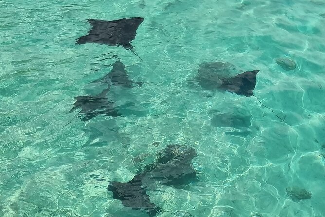 Half Day Private Boat Snorkeling Excursion Moorea - Motu Tiahura and the open-water aquarium