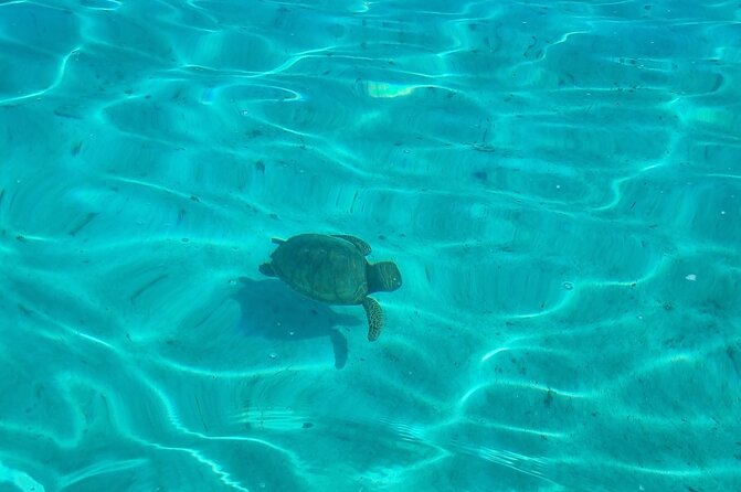 Half Day Private Boat Snorkeling Excursion Moorea - Fresh fruit, juice, and what is not included