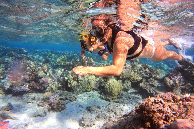 Half Day / Private Lagoon Adventure in Mo'orea - Dolphins, turtles, and the luck factor