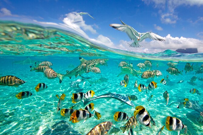 Half Day Private Lagoon Snorkeling Experience - What the private format is worth