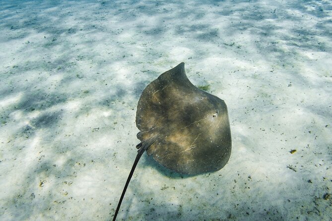 Half-Day Private Luxury Tour from Bora Bora - Swimming above the coral garden