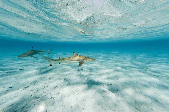 Half-Day Private Luxury Tour from Bora Bora - What four hours really gives you