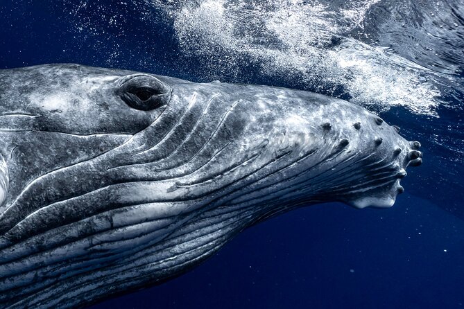 Half Day Private Whale Watching in Moorea - Key things to know before you book