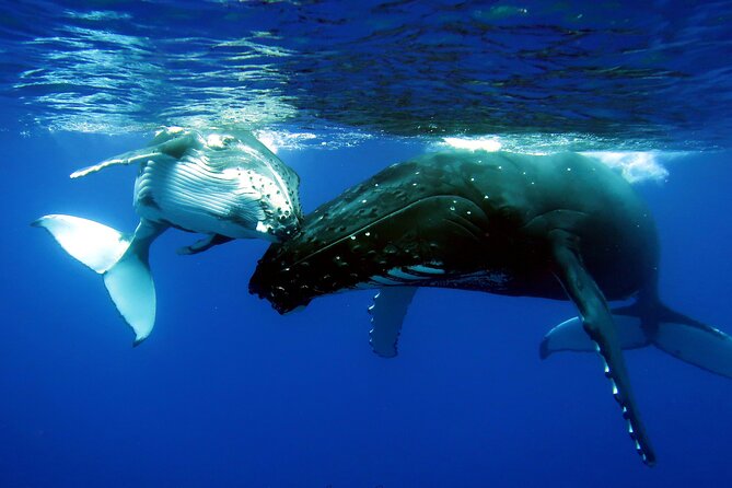 Half Day Private Whale Watching in Moorea - Whale watching from July through late November