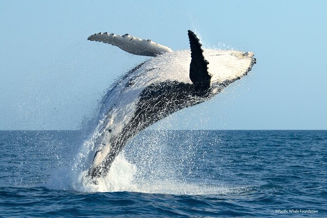 Half Day Private Whale Watching in Moorea - Snorkeling, towels, and time to relax