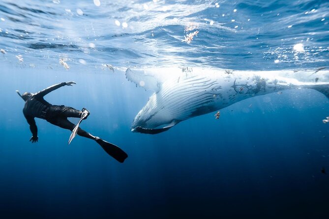 Half Day Private Whale Watching in Moorea - A private boat changes the experience