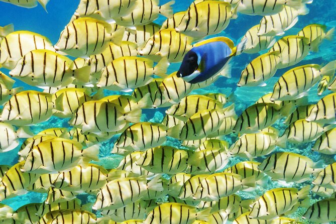 Half-Day Small-Group Cruise in Bora Bora with Snorkelling - Timing, pickup, and weather concerns