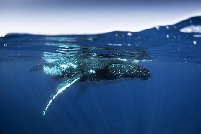 Half Day Small Group Whale Watching - August to November: the season for humpback whales