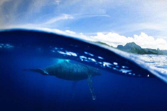 Half Day Small Group Whale Watching - Respect for the animals is more than a slogan