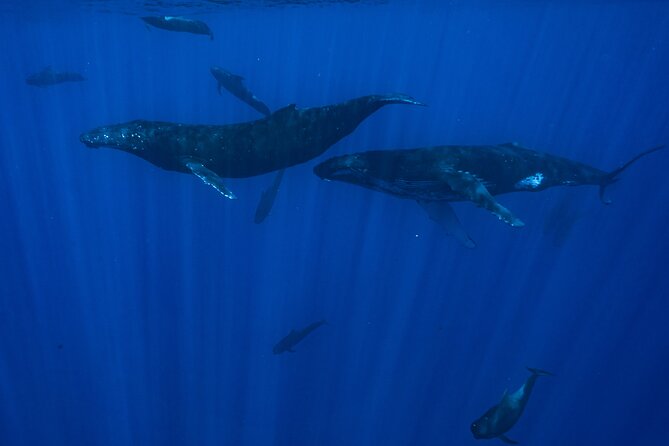 Half Day Small Group Whale Watching - The small boat and the value of $267.22