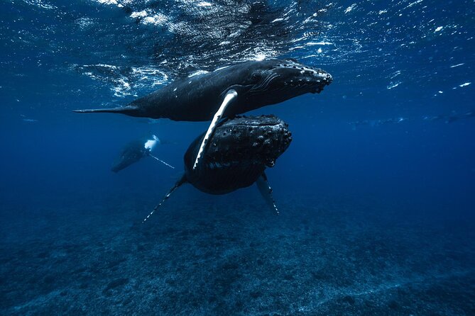 Half Day Small Group Whale Watching - What the four-hour outing is likely to feel like