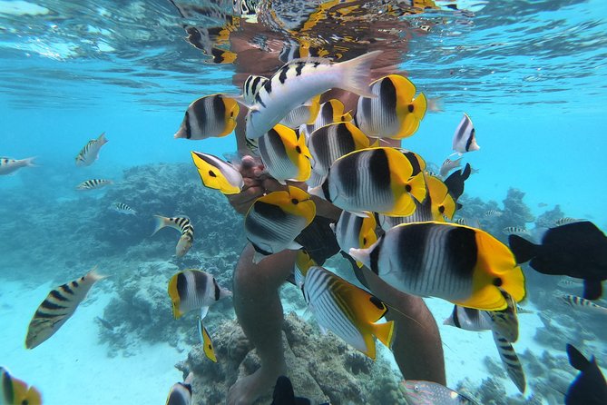 Half Day Snorkeling in Moorea - Why Moorea is best seen from a small boat