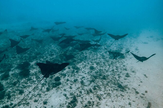 Half Day Snorkeling in Moorea - The shallow sandbar with sharks and stingrays