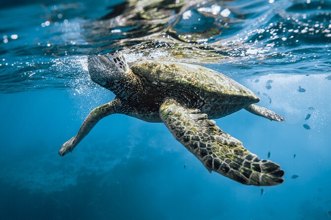 Half Day Snorkeling in Moorea - Coral canyon, turtles, and eagle rays