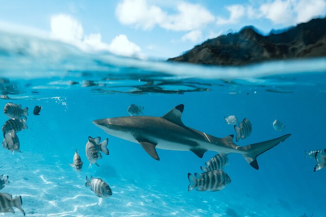 Half Day Snorkeling in Moorea - Safety, guides, and the family question