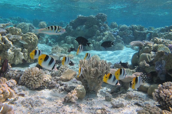 Half day Snorkeling Shared Boat Tour in Bora Bora - Stop one: manta rays at a cleaning station