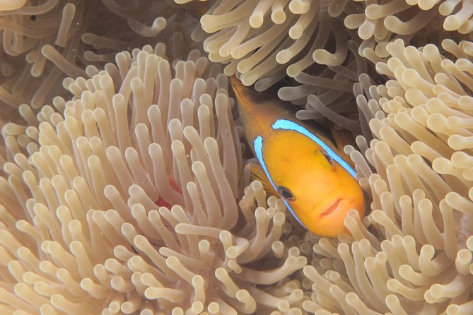 Half day Snorkeling Shared Boat Tour in Bora Bora - The possible fourth stop adds variety