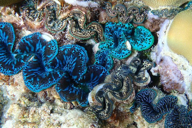Half day Snorkeling Shared Boat Tour in Bora Bora - Wildlife encounters without feeding