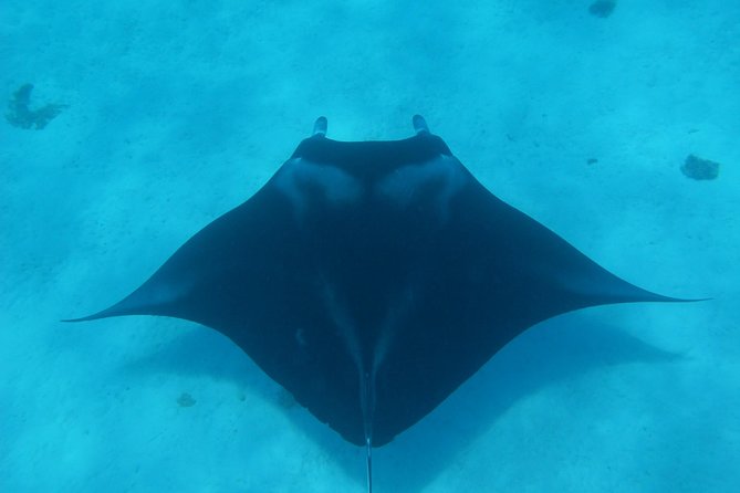 Half day Snorkeling Shared Boat Tour in Bora Bora - Why the flexible route matters