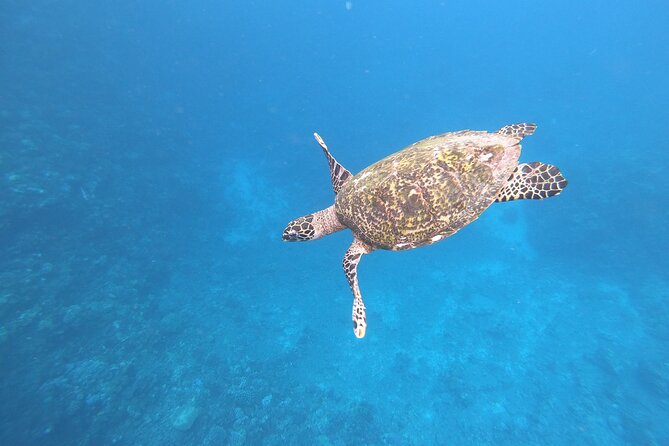 Half-Day Snorkeling Tour in Tahiti - Key points before you book