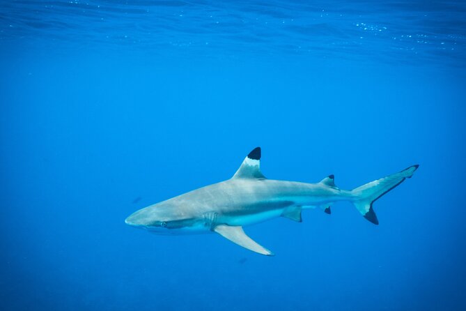 Half-Day Snorkeling Tour in Tahiti - Meeting at Papeete Marina