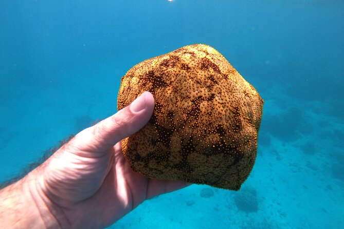 Half-Day Snorkeling Tour in Tahiti - What the $170.78 price really buys
