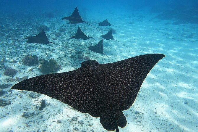 Half Day Tour lagoon discovery marine fauna flora small group - Key points to know before you book