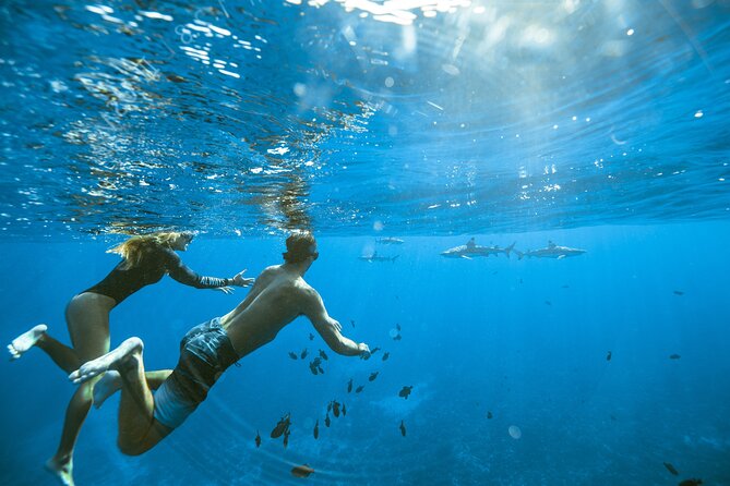 Half Day Tour lagoon discovery marine fauna flora small group - A small boat makes Moorea easier to read