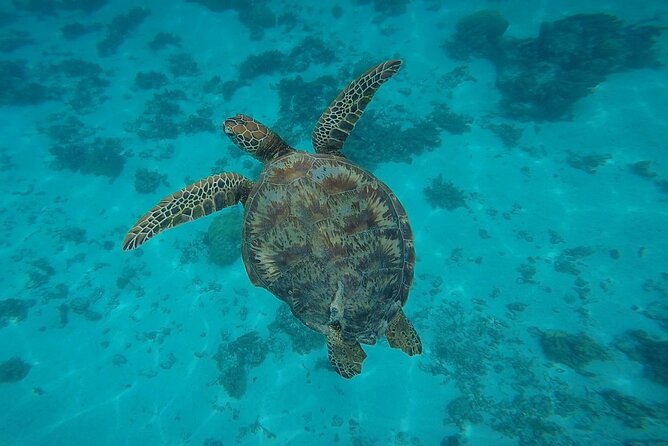 Half Day Tour lagoon discovery marine fauna flora small group - The south coast is where dolphins may slow the pace