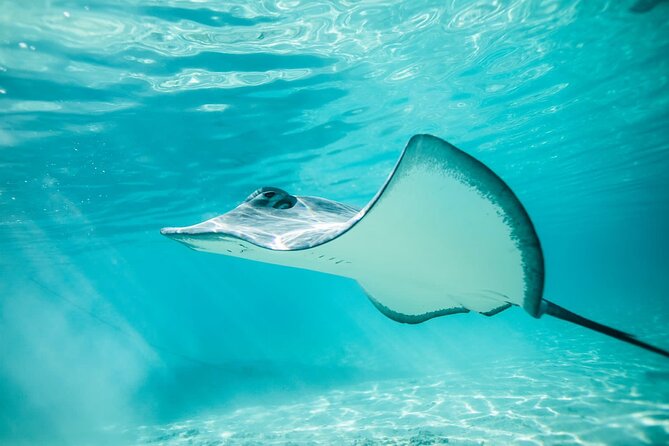Half Day Tour lagoon discovery marine fauna flora small group - The outer reef adds an open-water edge