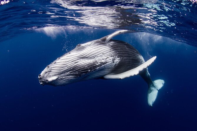 Half Day Tour : Moorea Snorkeling & Sailing on a Catamaran named Taboo - Who should choose this four-hour outing