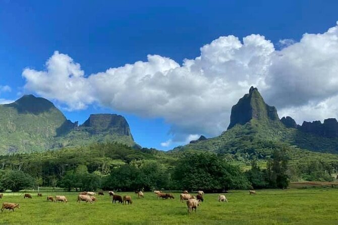 Half-Day Tour of Moorea Island in a Small Group - Ōpūnohu Bay and Moorea’s film connection