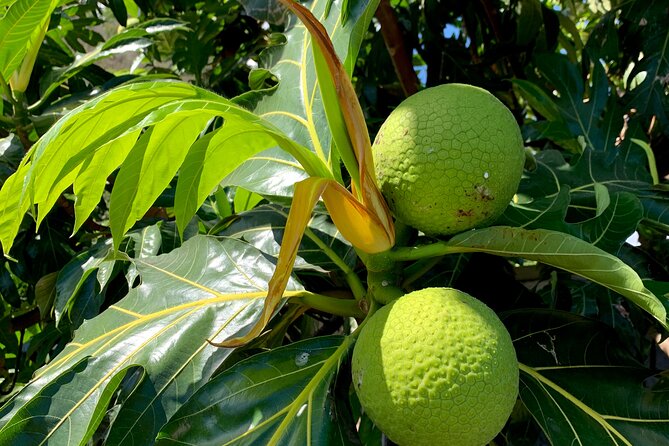 Half-Day Tour of Moorea Island in a Small Group - Pineapple fields at the Moorea Agricultural School