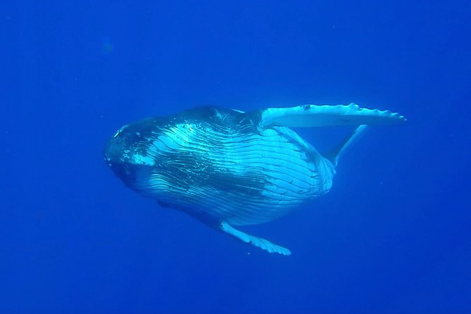 Half day whale tour 4h00 - Finding humpback whales between July and November