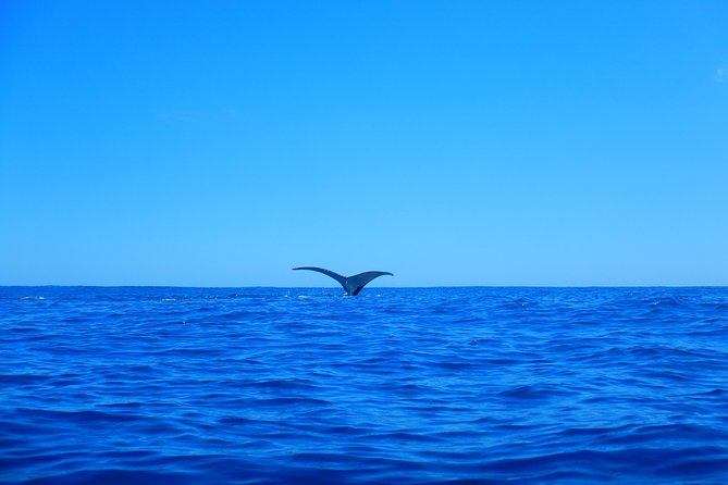 Half day whale tour 4h00 - A lagoon stop with sharks, rays, and reef life