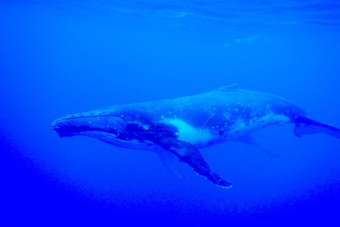 Half day whale tour 4h00 - Rough seas, safety, and what to pack