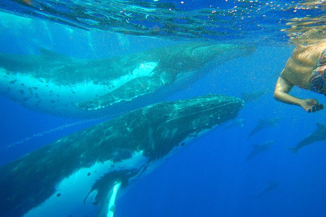 Half day whale tour 4h00 - Leaving Ōpūnohu Bay for the open Pacific