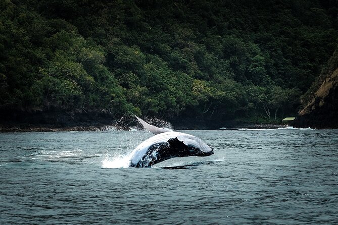Half Day Whale Watching in a Small Shared Group - Why six passengers changes the whole outing