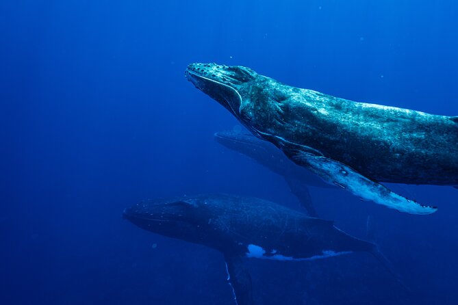 Half Day Whale Watching in a Small Shared Group - Entering the water near a whale