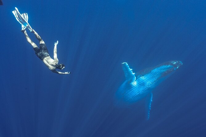 Half Day Whale Watching in a Small Shared Group - Guides who make a small boat feel friendly