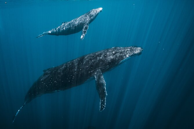 Half Day Whale Watching in a Small Shared Group - Setting out from Ārue Stadium in Arue