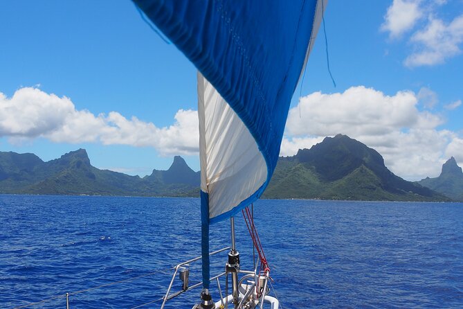 Half day whale watching - Without launch - The first thing to settle: sailing or whale watching
