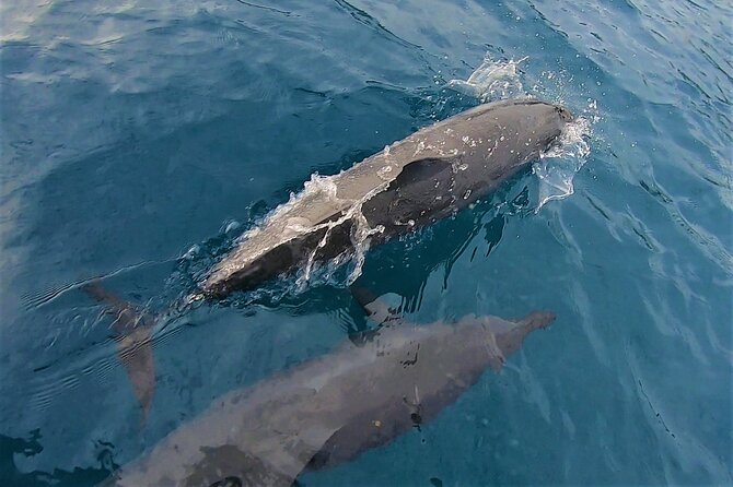 Half day whale watching - Without launch - A private boat for up to six people
