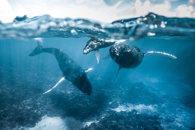 Humpback whale watching and marine life in Moorea - Choosing the right meeting point in Moorea