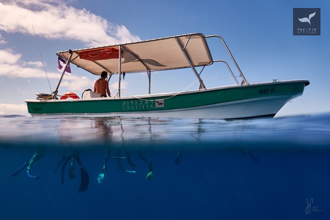 Humpback whale watching and marine life in Moorea - Marine life beyond the humpbacks