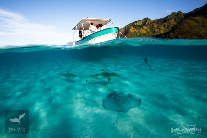 Humpback whale watching and marine life in Moorea - Boats, group size, and the feel of the outing