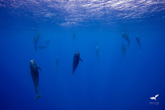 Humpback whale watching and marine life in Moorea - The 5 a.m. option and rough-water reality