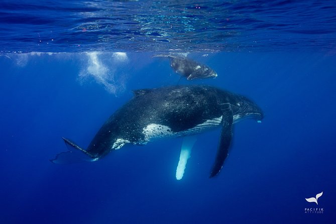 Humpback whale watching and marine life in Moorea - Food and comfort during the three hours