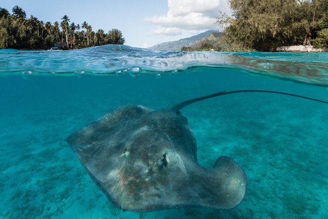 Introduction to sailing and discovering the lagoon - Snorkeling with rays, sharks, turtles, and tropical fish